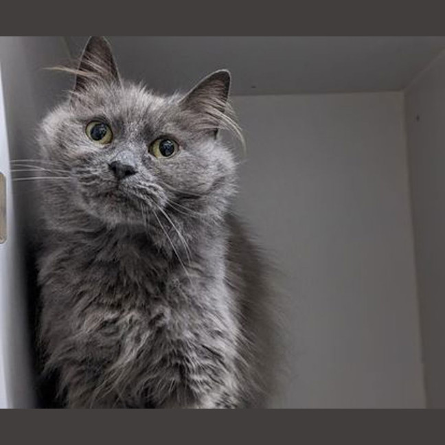Photo of Willow