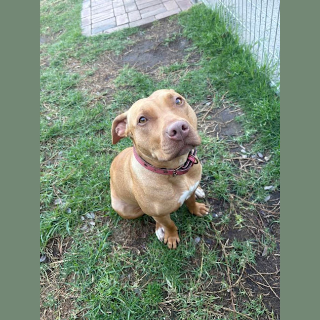 Photo of Sweetie