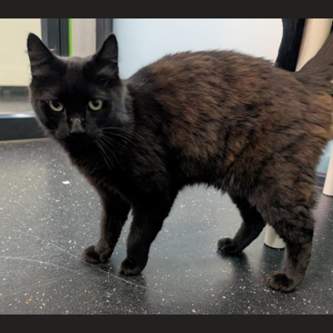 Photo of Torta Ahogada