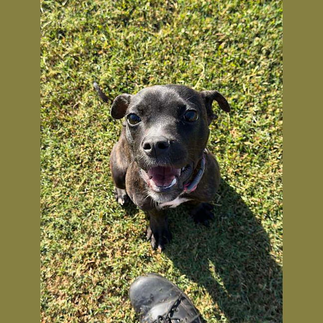Photo of Willow