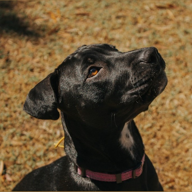 Photo of Rum & Raisin
