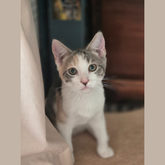 Photo of Cassidy