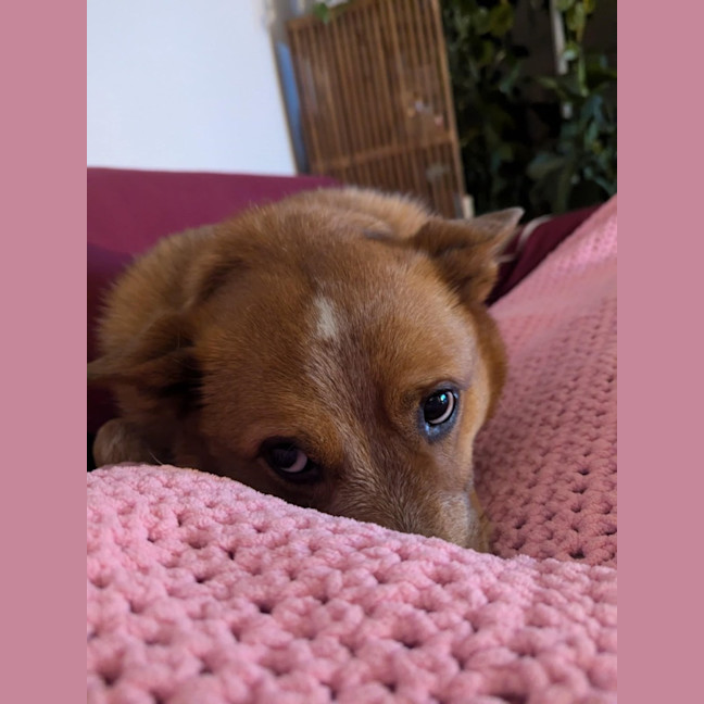 Photo of Cooper