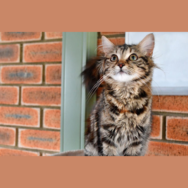 Photo of Purrfessor Minerva