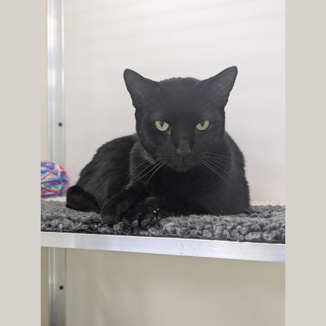 Photo of 🐈‍⬛ Freddie 7412 🐈‍⬛