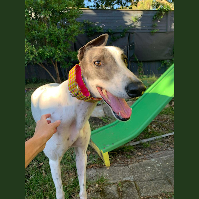 Photo of Molly, They Greyhound