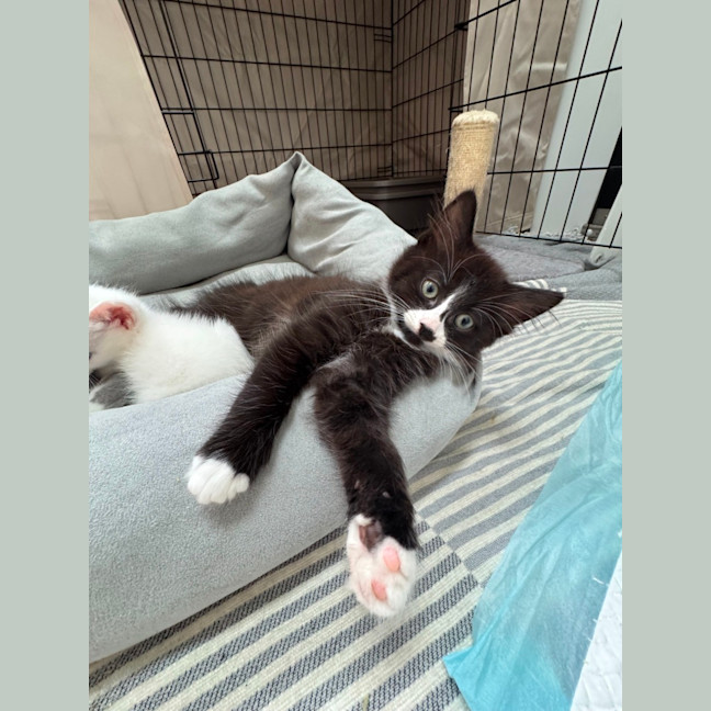 Photo of Kit