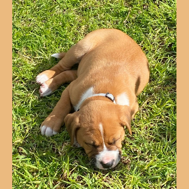 Photo of Howie