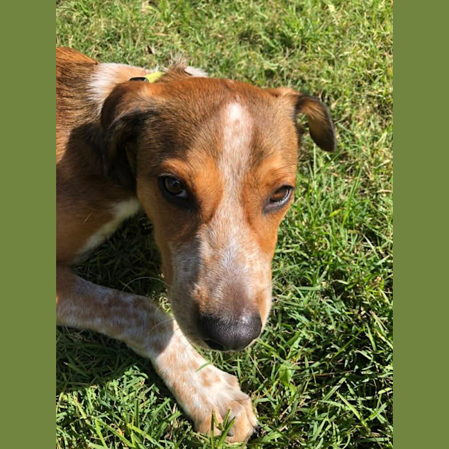Photo of Barney
