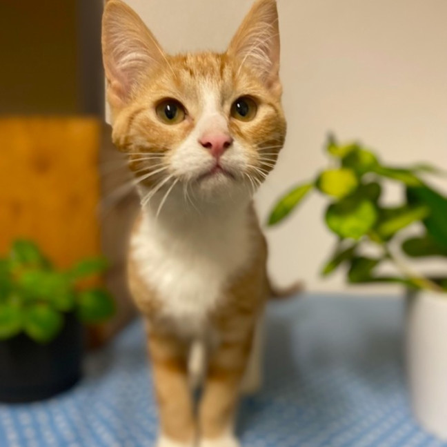 Photo of Benji And Thor