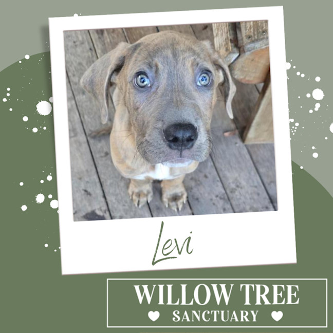 Photo of Levi