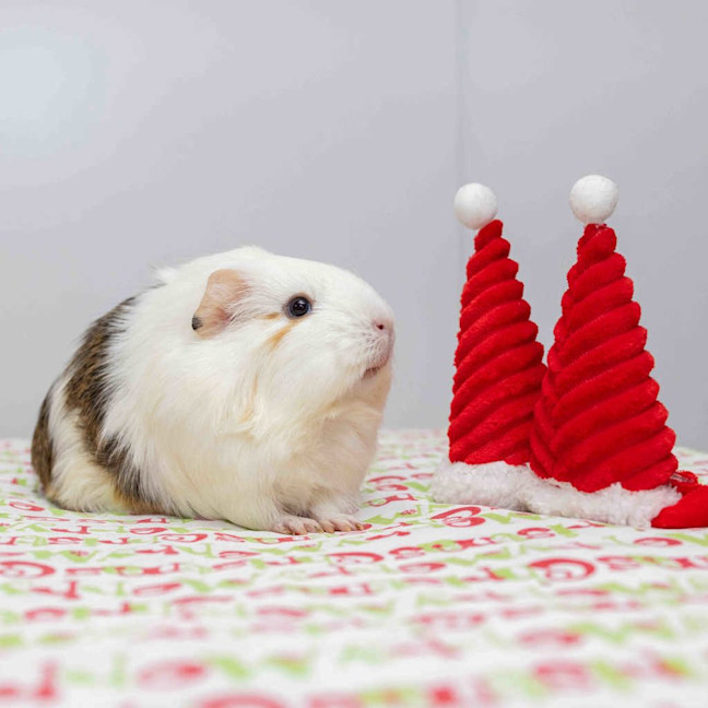 Photo of Hunny Bunny