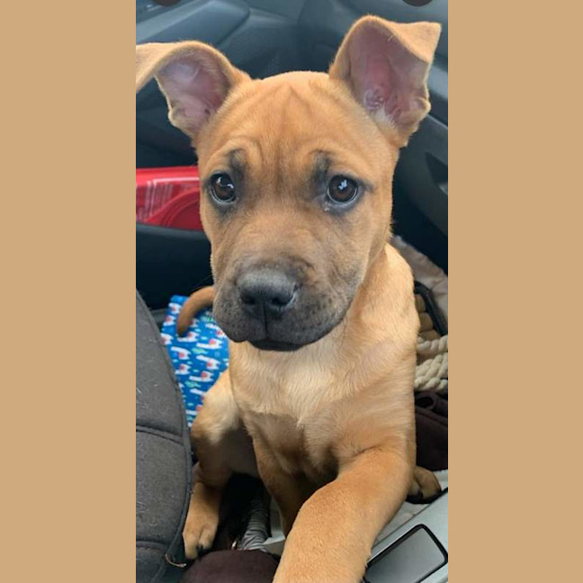 Photo of Darcy