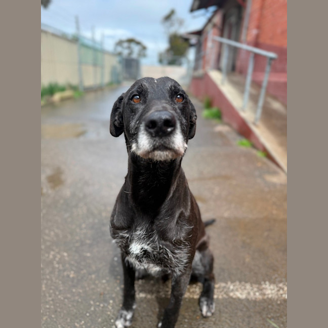 Photo of Digger
