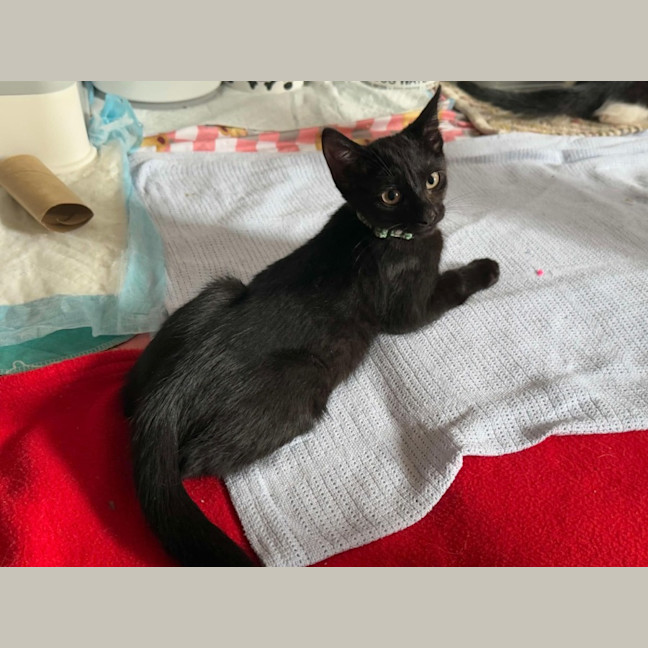 Photo of Emmett  **2nd Chance Cat Rescue**