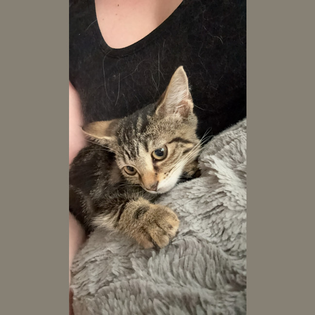 Photo of Olive