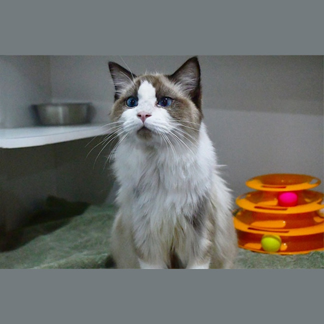 Photo of Mungojerrie