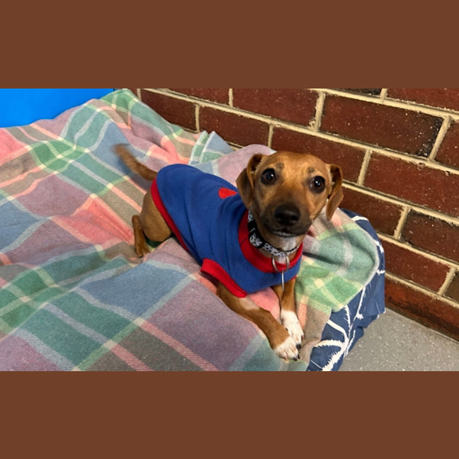 Photo of Luna Roo