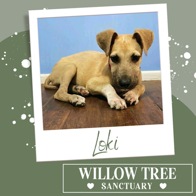 Photo of Loki