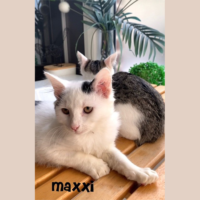 Photo of Max