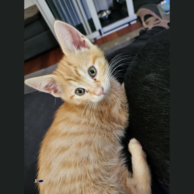 Photo of Carol Meet Me@Petstock Keysborough Store 