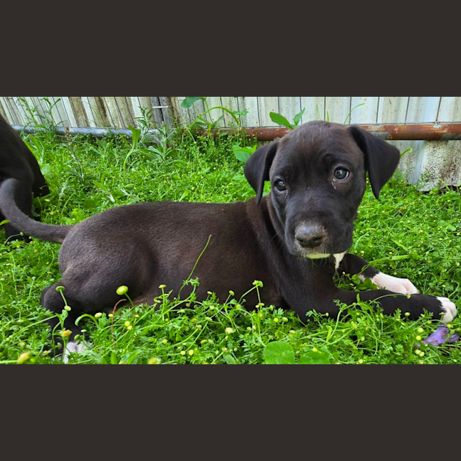Photo of Binky   7 Week Old Bull Arab X Mastiff 