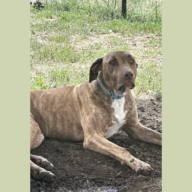 Photo of Scooby