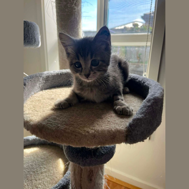 Photo of Pip