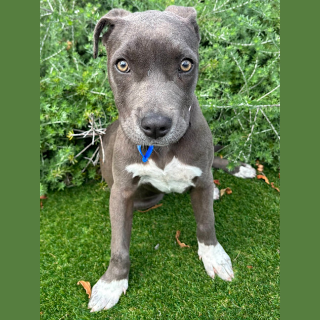 Photo of Rosie   5 Month Old American Staffy X