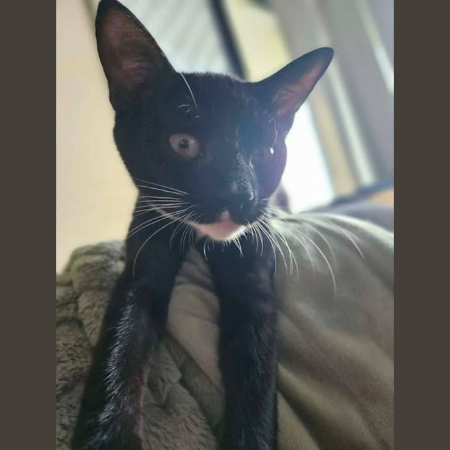 Photo of Frankenstein