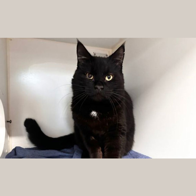 Photo of Shadow