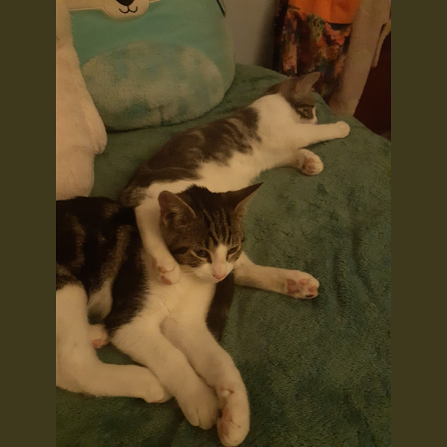 Photo of Peri And Pebbles