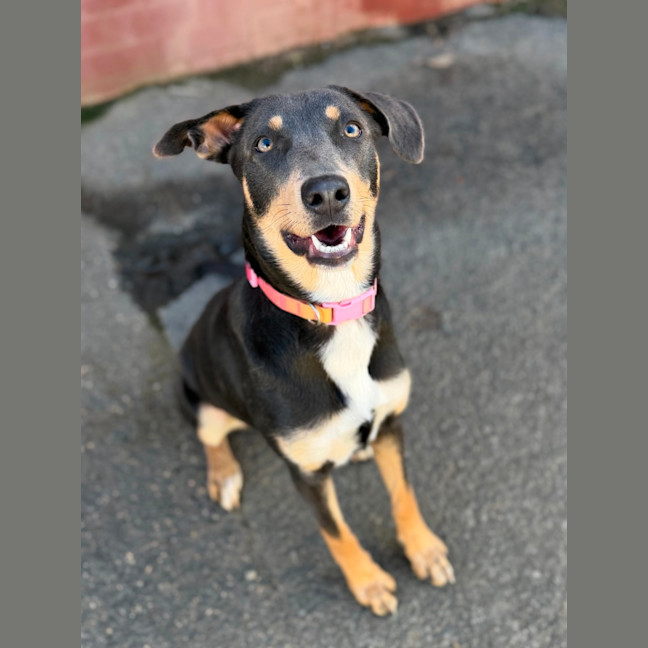 Photo of Bella