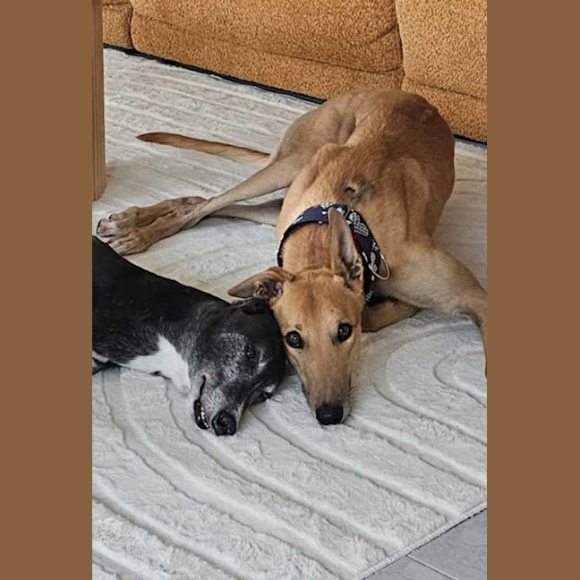 Photo of Ray, The Cat Tolerant Greyhound