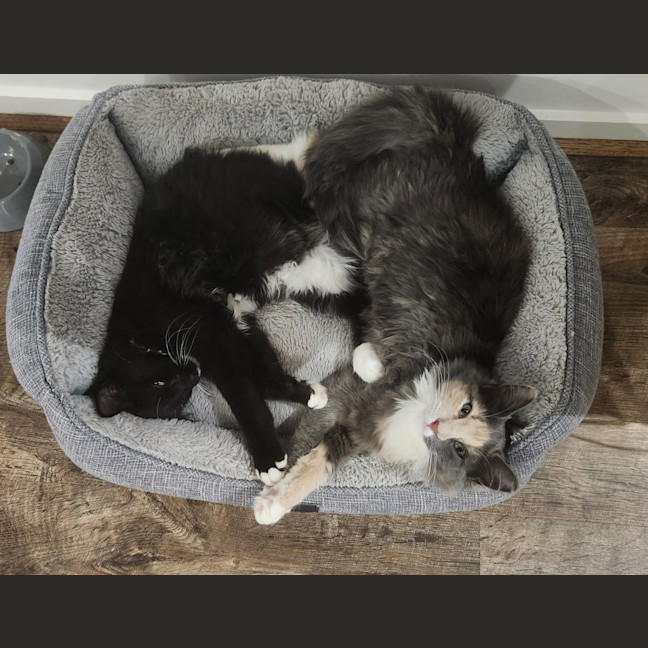 Photo of Smoky (And Cassie)