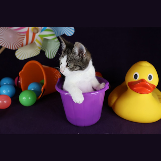 Photo of Thimble