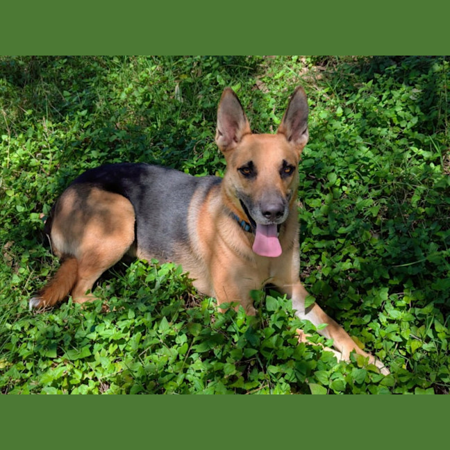 Photo of Rocky