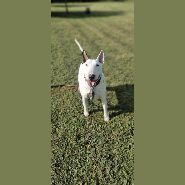 Photo of Brutus