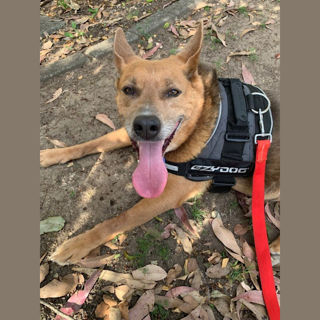 Photo of Meg   8 Year Old Mixed Breed