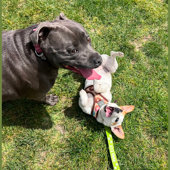 Photo of Missy