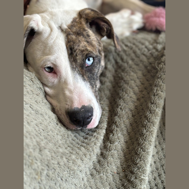 Photo of Cheetoh Puff