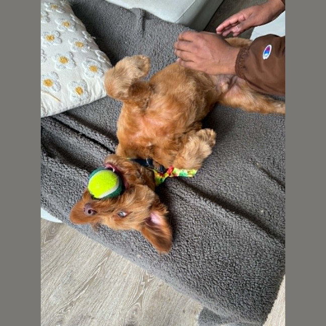 Photo of Oliver