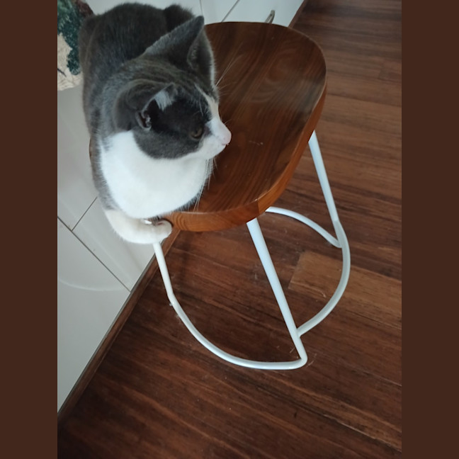 Photo of Mouse   7 Month Old Domestic Short Hair