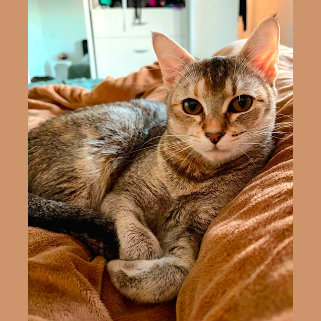Photo of Nymeria 