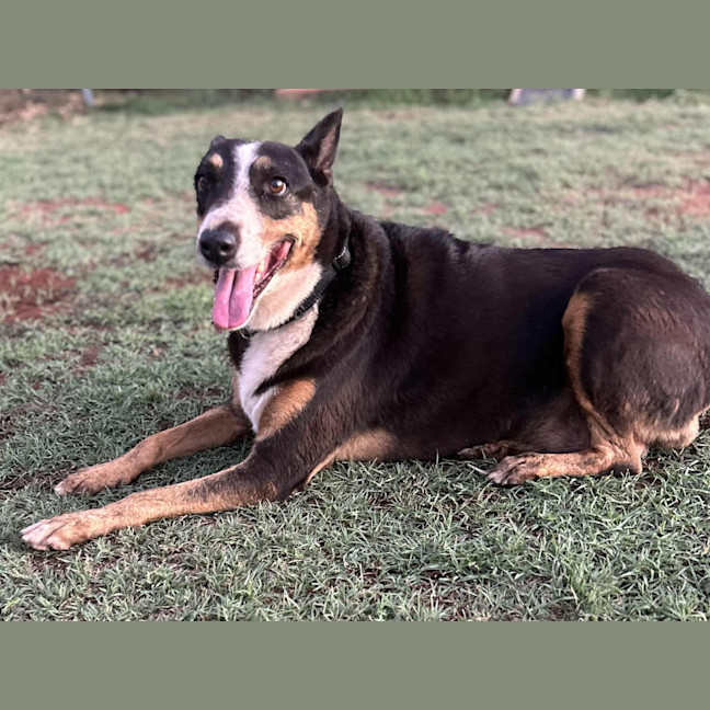 Photo of Daisy