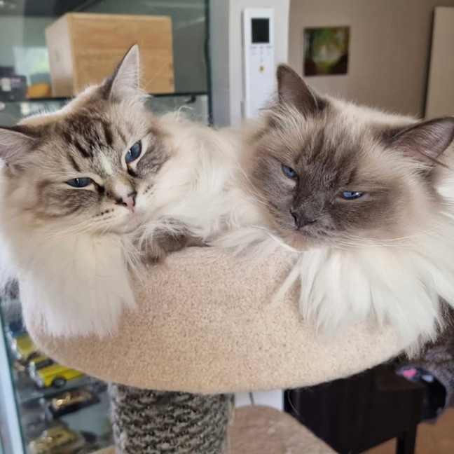 Photo of Mischief & Phaedra