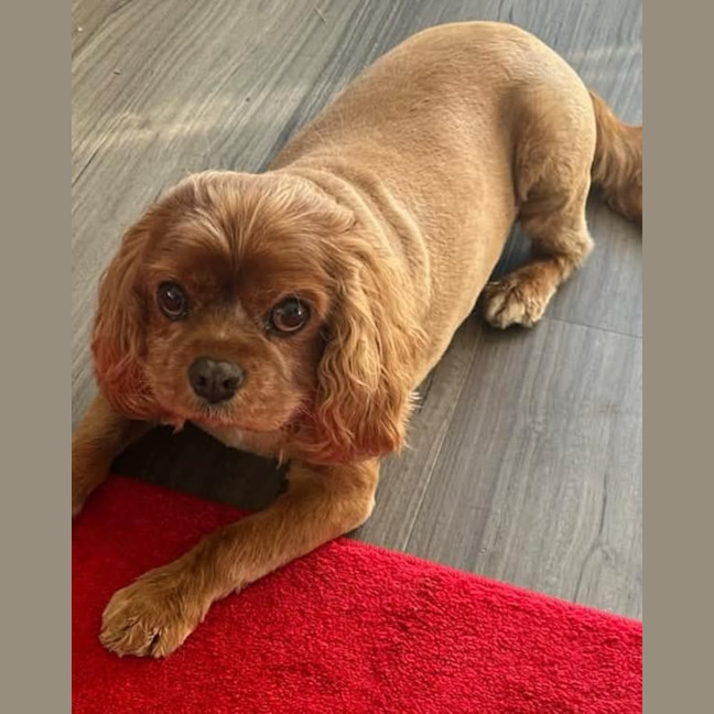 Photo of Todd And Copper