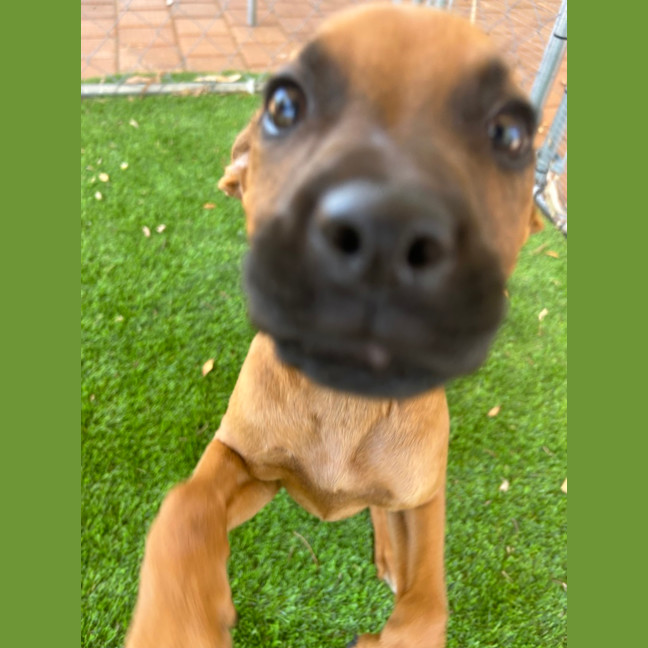 Photo of Ruby