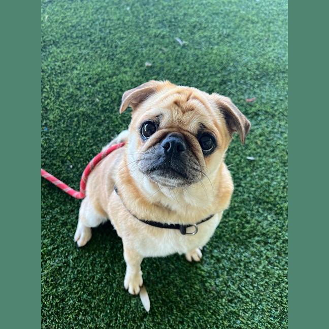 Photo of Phoebe 