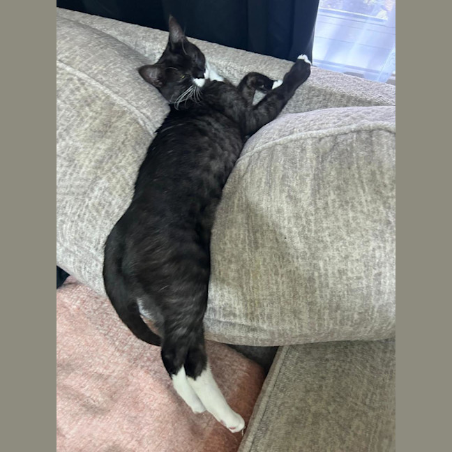 Photo of Mittens